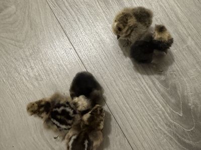 Silk chicks