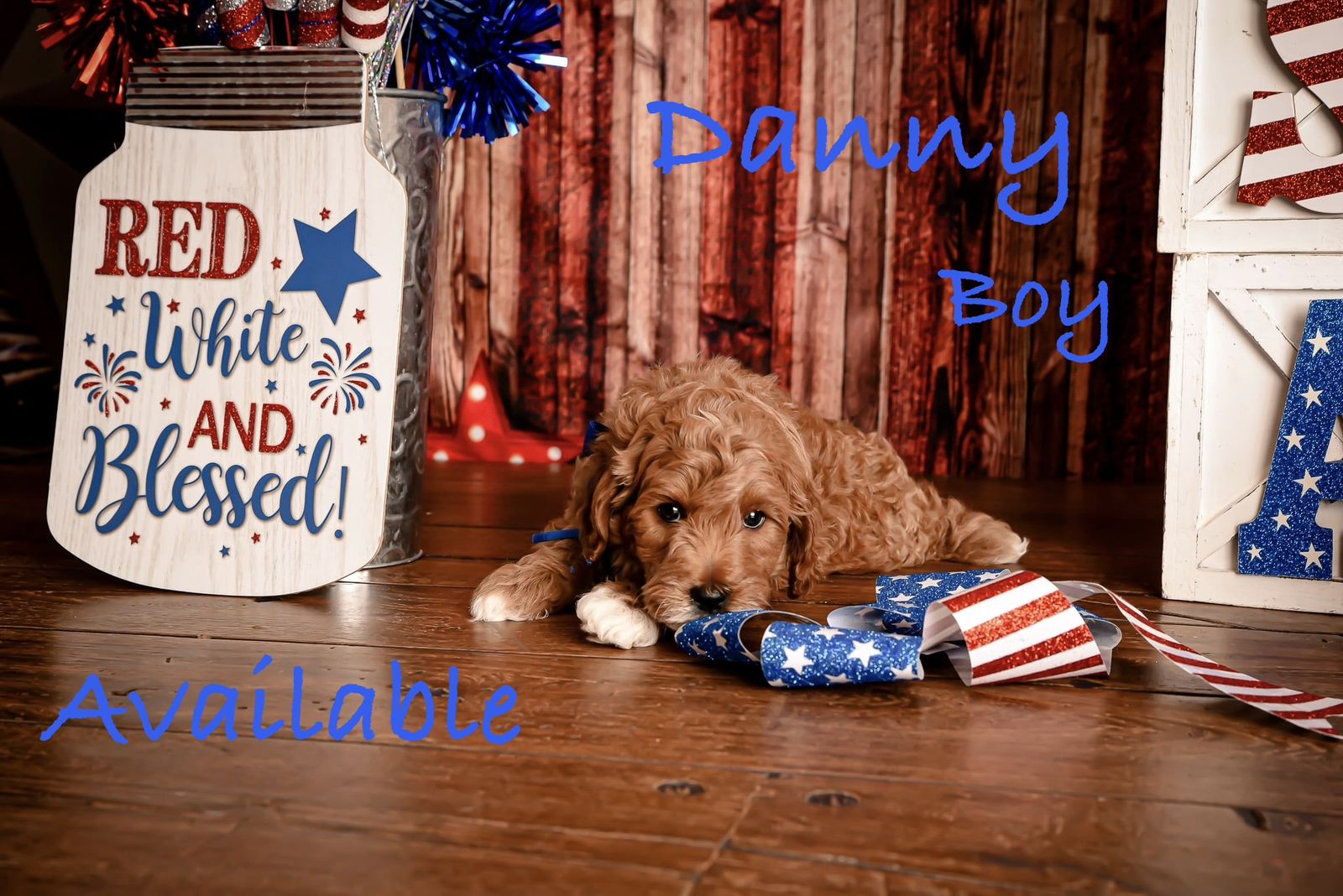 Mini GoldenDoodle Puppies