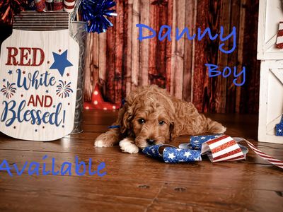 Mini GoldenDoodle Puppies