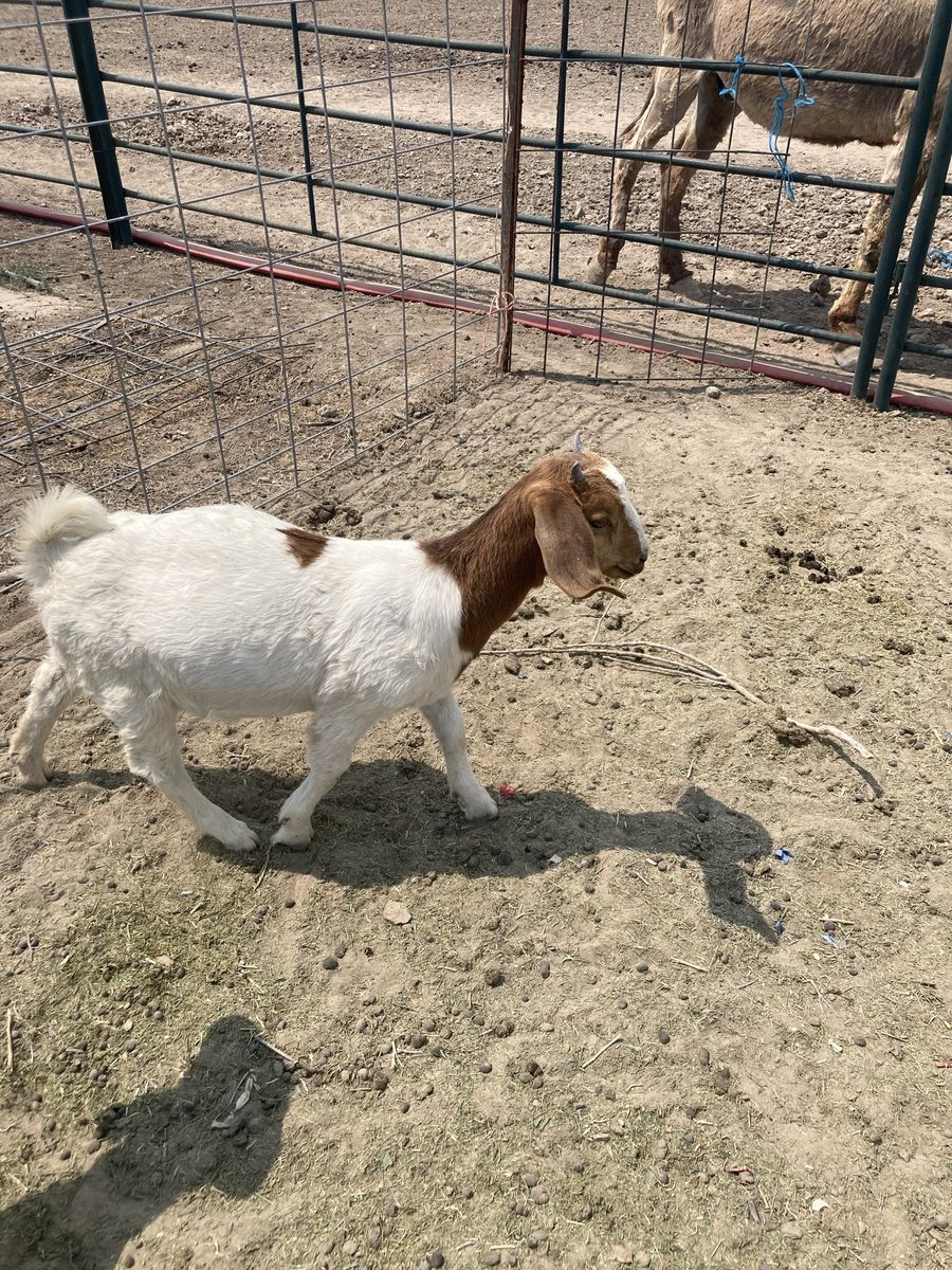 Boer doeling