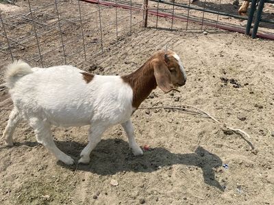 Boer doeling