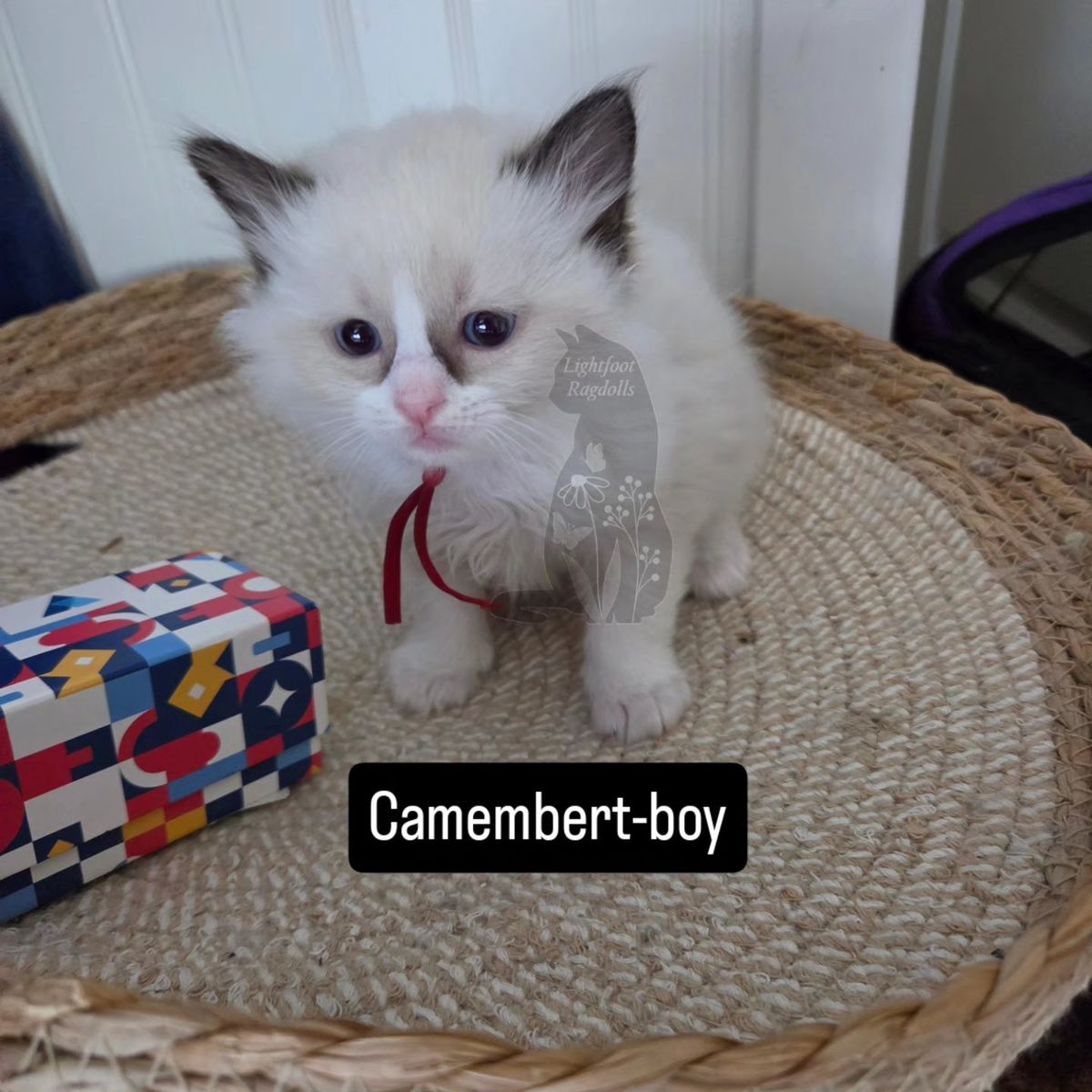 TICA ragdoll kittens