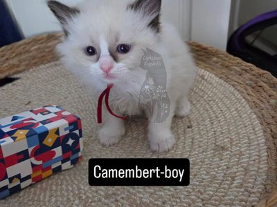 TICA ragdoll kittens