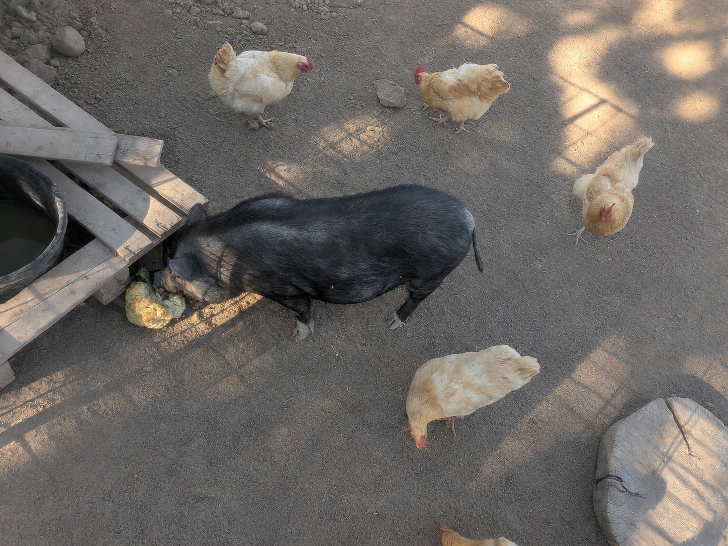Potbelly Pig Sow