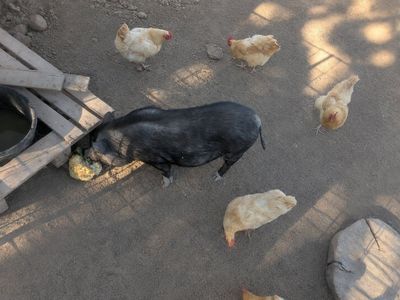Potbelly Pig Sow