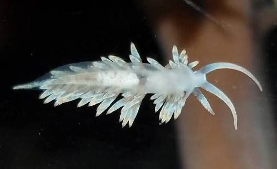 ISO: berghia Nudibranchs