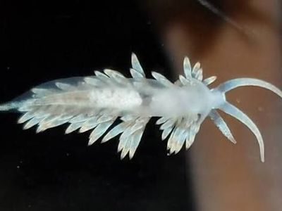 ISO: berghia Nudibranchs