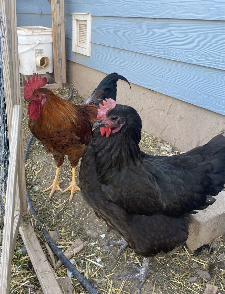 Backyard Chickens - Black Hen and Rooster Pair