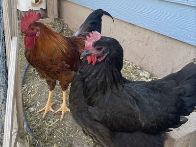 Backyard Chickens - Black Hen and Rooster Pair