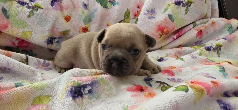 AKC FRENCH BULLDOG PUPPIES