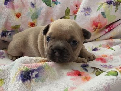 AKC FRENCH BULLDOG PUPPIES