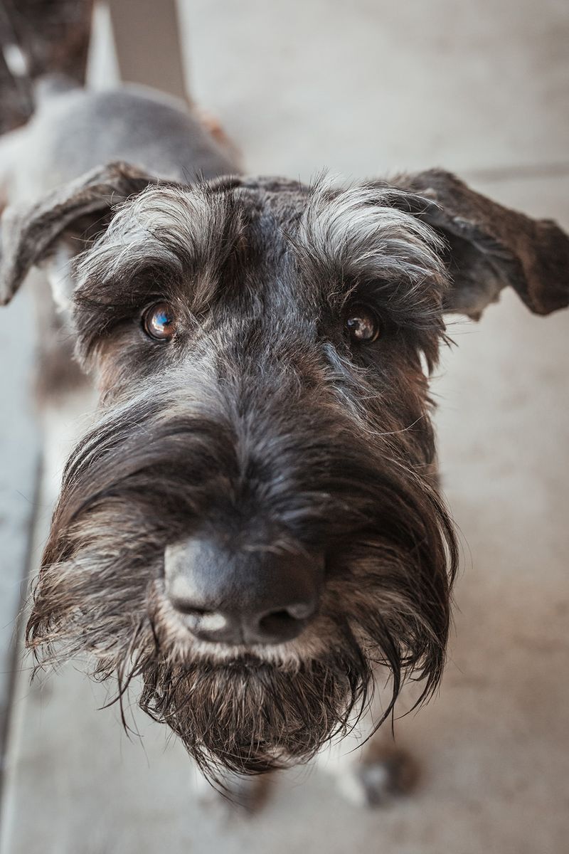 Giant Schnauzer for Stud