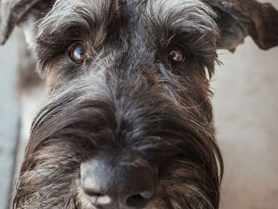 Giant Schnauzer for Stud