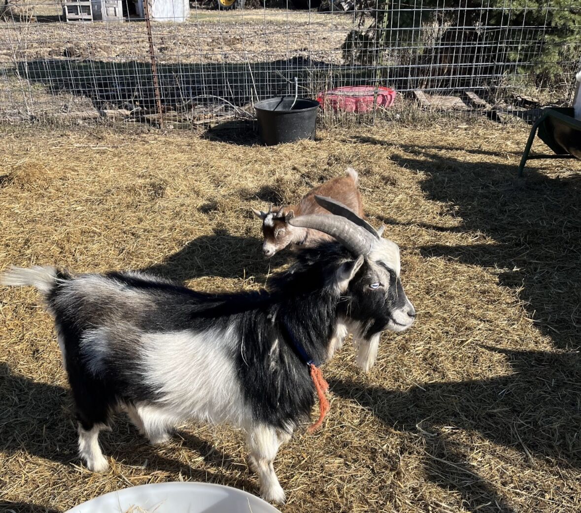 Blue eyed Nigerian dwarf goat for stud