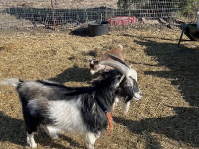 Blue eyed Nigerian dwarf goat for stud