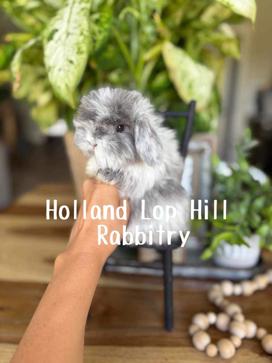 Purebred Holland Lop FUZZY Magpie Baby