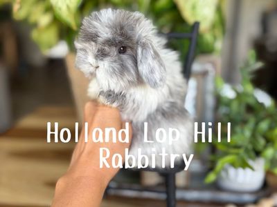 Purebred Holland Lop FUZZY Magpie Baby