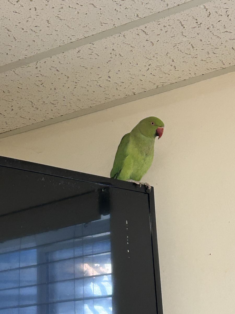 Indian Ringneck parrot