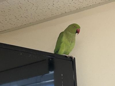Indian Ringneck parrot