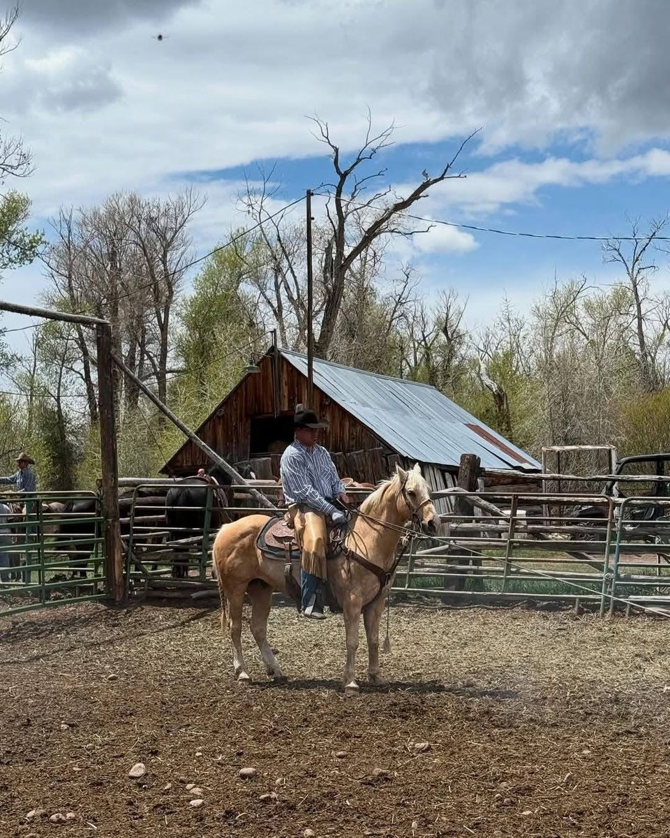 17 year old papered gelding heel horse