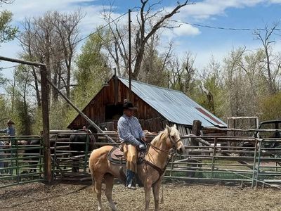 17 year old papered gelding heel horse