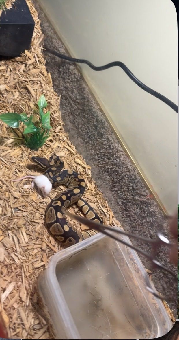 Ball python
