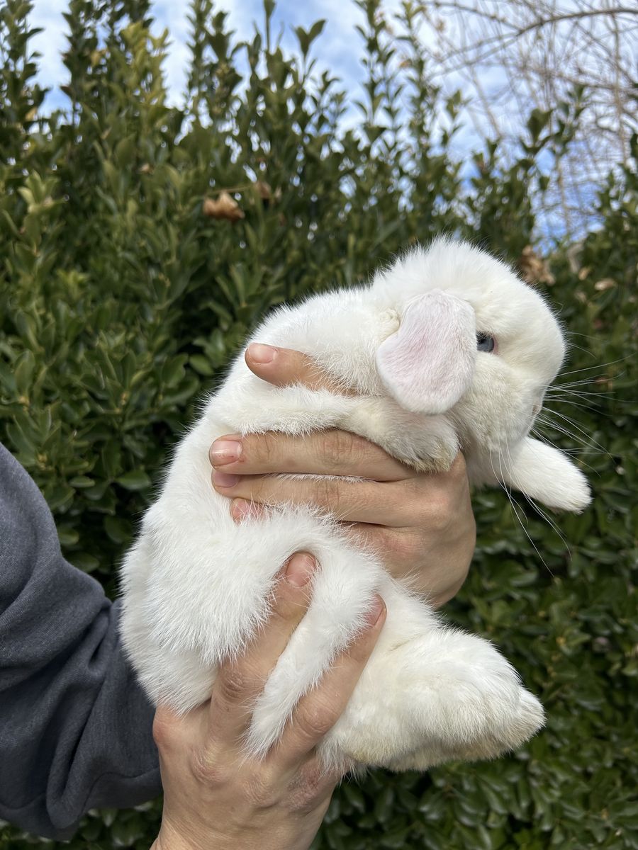 5 Mo Pedigree Holland Lop Buck!