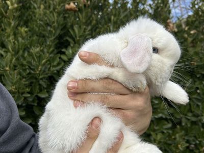 5 Mo Pedigree Holland Lop Buck!
