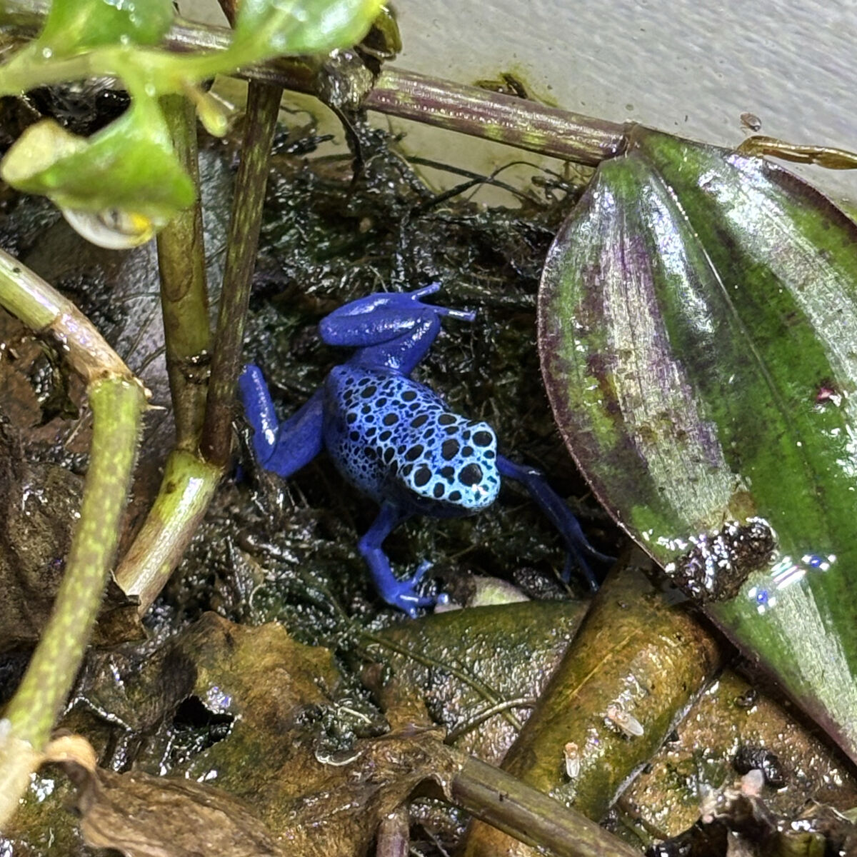 Dendrobates tinctorius Azureus dart frogs