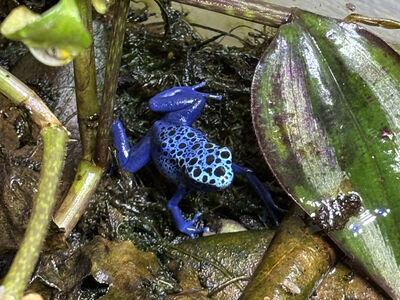 Dendrobates tinctorius Azureus dart frogs