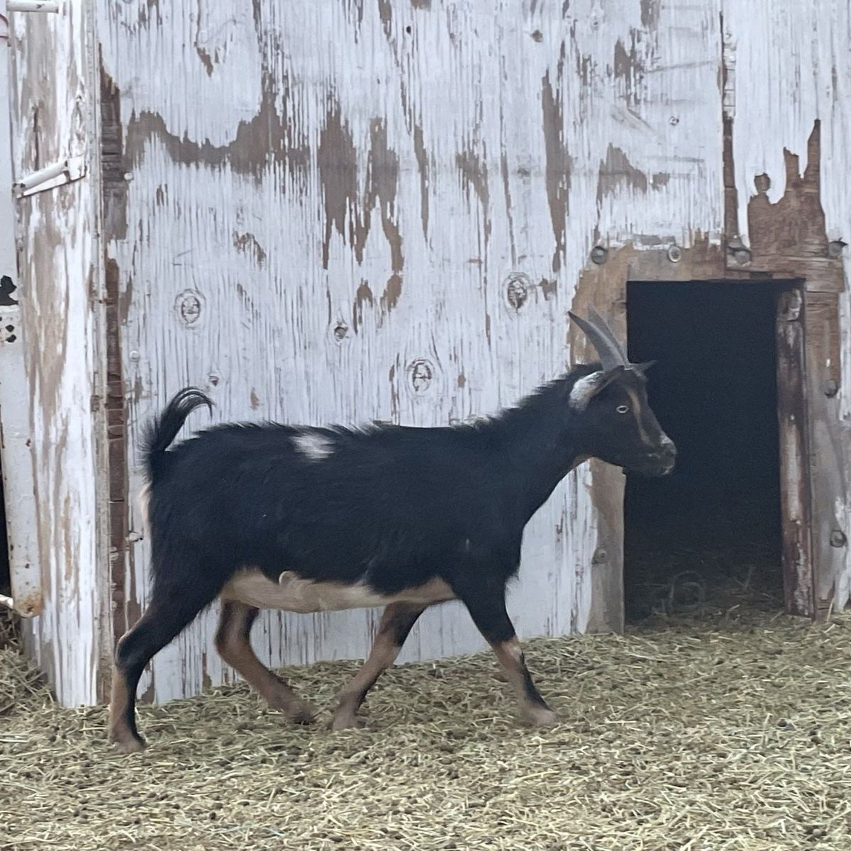 Two pregnant Nigerian dwarf/oberhasli mix