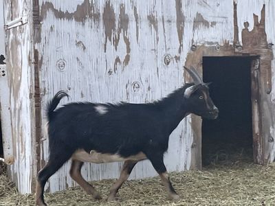 Two pregnant Nigerian dwarf/oberhasli mix