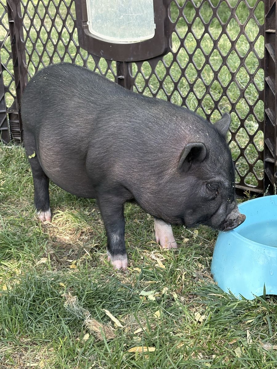 Adorable piglet
