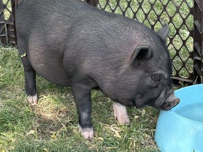 Adorable piglet