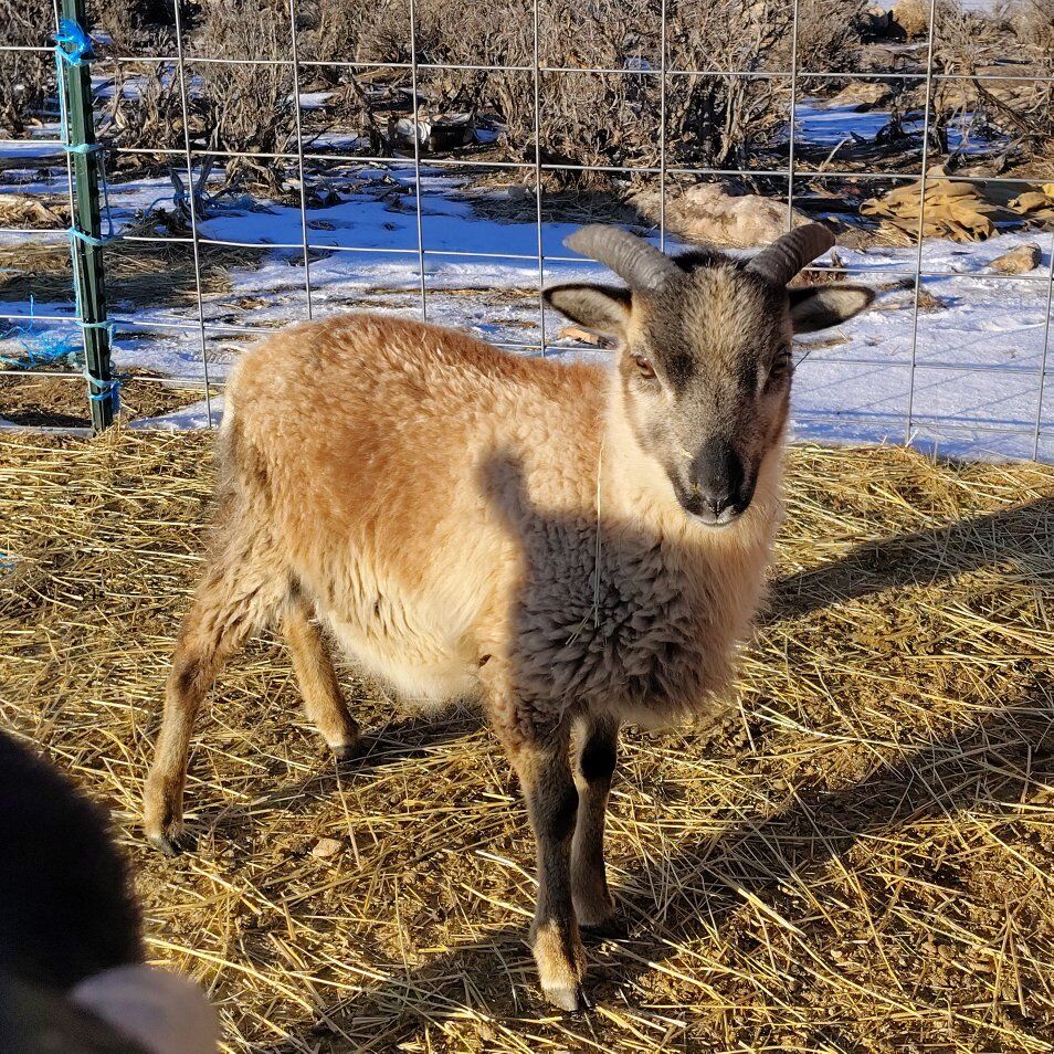 Desert Painted Sheep Ram