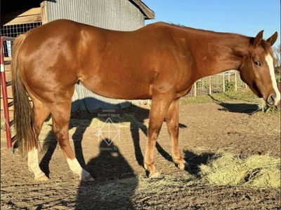 7yo maiden mare/project horse