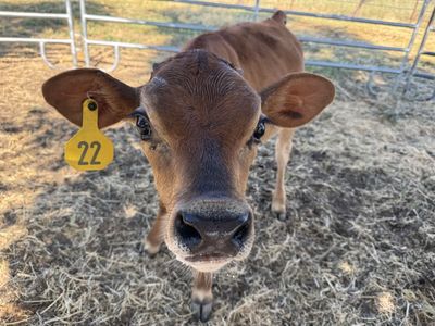 Young Jersey pro cross Calf - Tag #22