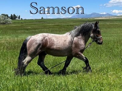 Brbant Draft StandIng At Stud