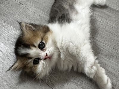 7/10 ️ NEW RELEASE! Ready to Go 🩷 | Long & Short Leg Munchkin Kittens