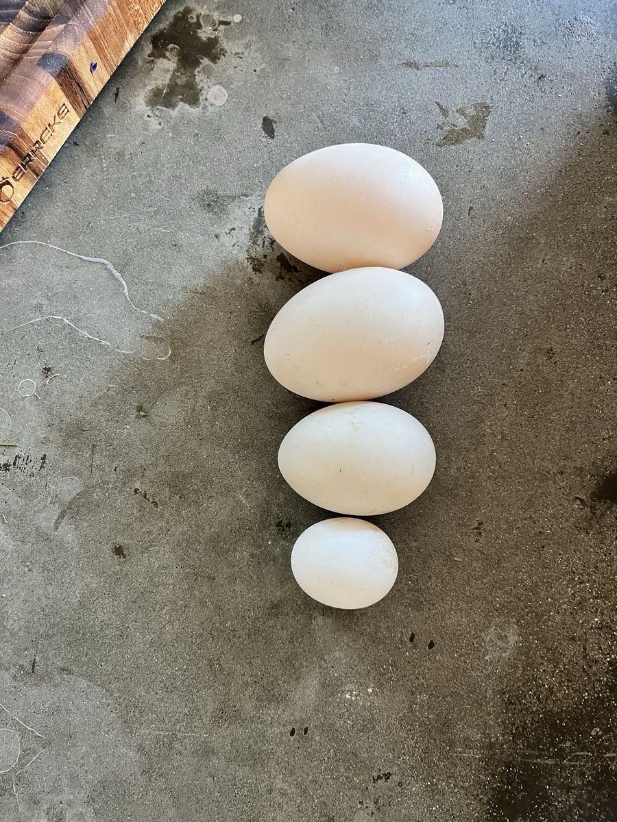 Organic fed Duck Eggs