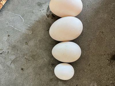 Organic fed Duck Eggs