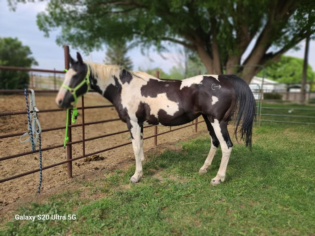 APHA Mare All Around Done It All Kids Horse