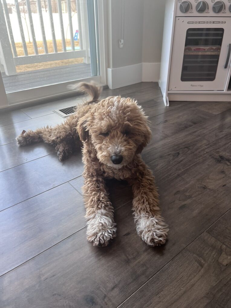 6 Month Old F1bb Goldendoodle