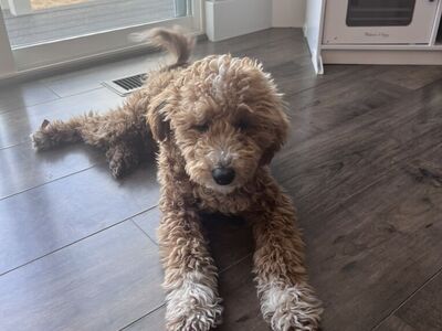 6 Month Old F1bb Goldendoodle