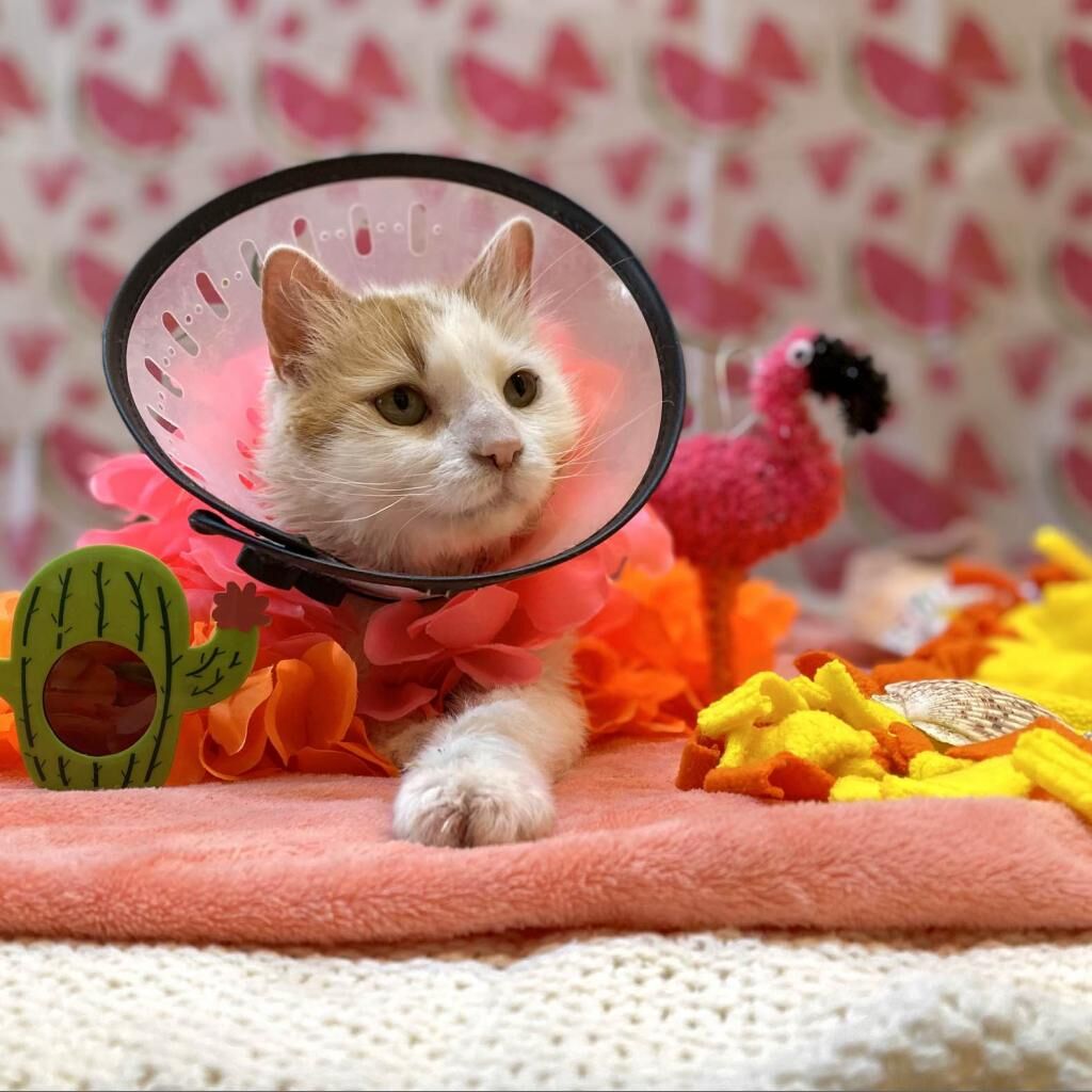 Hello my name is Wesson