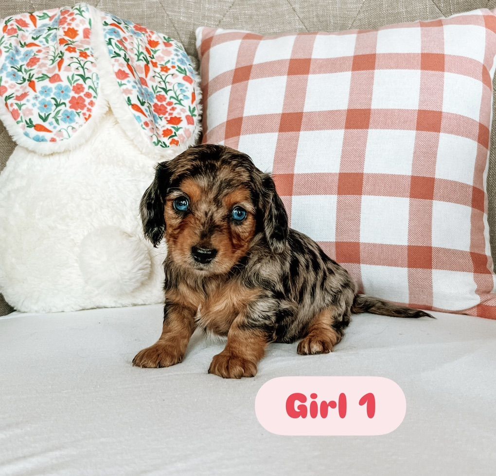 Miniature Dachshund Puppies