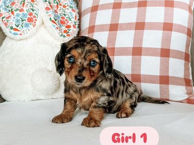 Miniature Dachshund Puppies