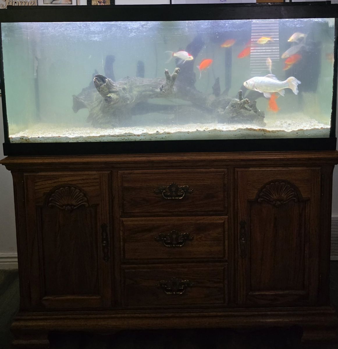 Large Aquarium Fish Tank with Wood Stand - Complete Setup for Goldfish or Similar Aquatic Pets