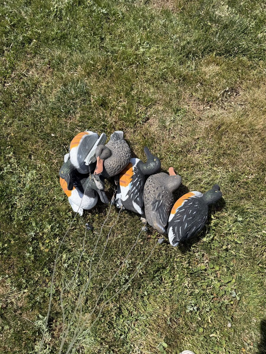 6 Higdon Shovelor Decoys