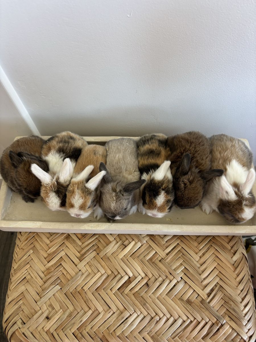 Holland lop bunnies
